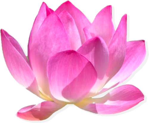 Image lotus Yoga et Créativité